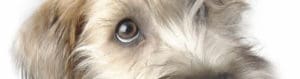 Closeup of cute dog eyes
