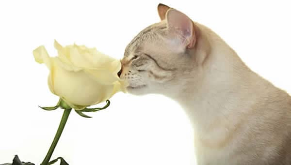 Beautiful cat sniffing an ivory colour rose flower